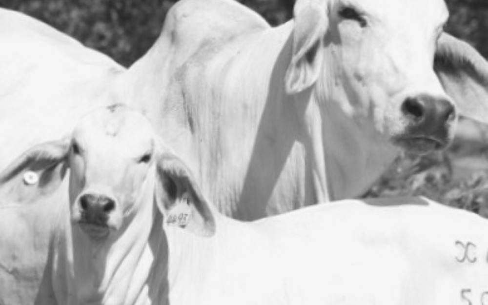 3 Things Graziers Should Know About Grazing Cattle in the Greater